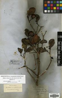 Type specimen at Edinburgh (E). McNab, Gilbert: . Barcode: E00387122.