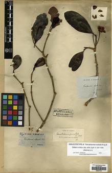 Type specimen at Edinburgh (E). McNab, Gilbert: . Barcode: E00387124.