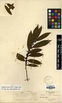 Type specimen at Edinburgh (E). Cavalerie, Pierre: 841. Barcode: E00387126.