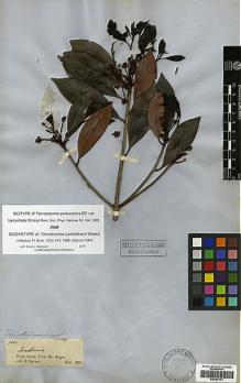 Type specimen at Edinburgh (E). Spruce, Richard: 1544. Barcode: E00387131.