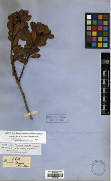 Type specimen at Edinburgh (E). Gardner, George: 5681. Barcode: E00387138.