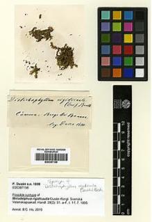 Type specimen at Edinburgh (E). Dusén, Per: . Barcode: E00387196.