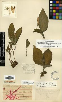 Type specimen at Edinburgh (E). Esquirol, Joseph: 171. Barcode: E00387545.