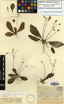 Type specimen at Edinburgh (E). Farges, Paul: 1455. Barcode: E00387548.