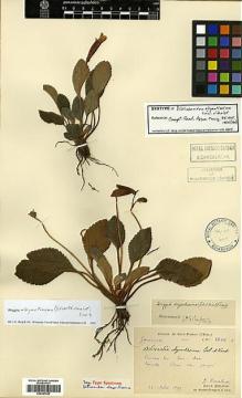 Type specimen at Edinburgh (E). Bodinier, Emile; Cavalerie, Pierre: 2686. Barcode: E00387549.
