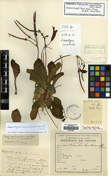 Type specimen at Edinburgh (E). Léveillé, Augustin: 239. Barcode: E00387550.
