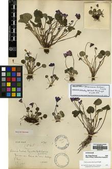 Type specimen at Edinburgh (E). Ducloux, Francois: 548/906. Barcode: E00387552.