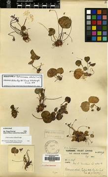 Type specimen at Edinburgh (E). Forrest, George: 16859B. Barcode: E00387553.