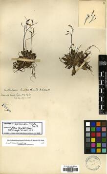 Type specimen at Edinburgh (E). Forrest, George: 10790. Barcode: E00387557.