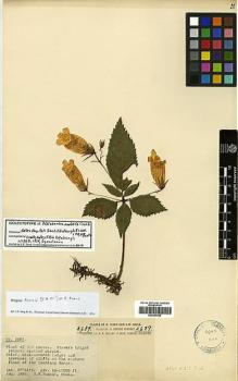 Type specimen at Edinburgh (E). Forrest, George: 2689. Barcode: E00387559.