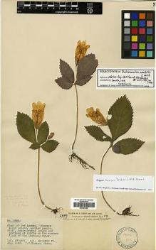 Type specimen at Edinburgh (E). Forrest, George: 2689. Barcode: E00387560.