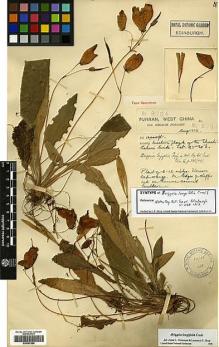 Type specimen at Edinburgh (E). Forrest, George: 8984. Barcode: E00387566.