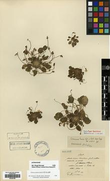 Type specimen at Edinburgh (E). Maire, Edouard-Ernest: . Barcode: E00387568.