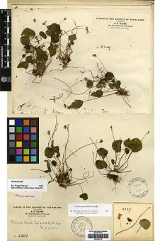 Type specimen at Edinburgh (E). Maire, Edouard-Ernest: 2329. Barcode: E00387570.