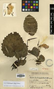 Type specimen at Edinburgh (E). Handel-Mazzetti, Heinrich: 11225. Barcode: E00387571.