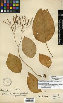 Type specimen at Edinburgh (E). Henry, Augustine: 9745B. Barcode: E00387573.