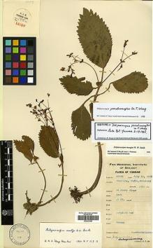 Type specimen at Edinburgh (E). Yu, Tse-tsun: 16659. Barcode: E00387586.