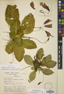 Type specimen at Edinburgh (E). Forrest, George: 16096. Barcode: E00387592.