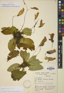Type specimen at Edinburgh (E). Forrest, George: 17552. Barcode: E00387600.