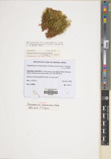Type specimen at Edinburgh (E). Long, David: 22101. Barcode: E00387895.
