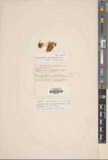 Type specimen at Edinburgh (E). Quelch, John: 1265. Barcode: E00387932.