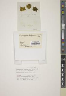 Type specimen at Edinburgh (E). Gardner, George: 107. Barcode: E00387935.