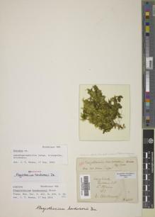 Type specimen at Edinburgh (E). Henderson, D: B6231. Barcode: E00387954.