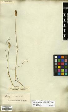 Type specimen at Edinburgh (E). Ecklon, U.: 960. Barcode: E00389643.