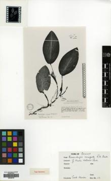 Type specimen at Edinburgh (E). Hansen, Carlo: 113. Barcode: E00389755.