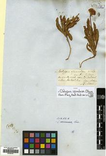 Type specimen at Edinburgh (E). Gillies, John: . Barcode: E00392101.