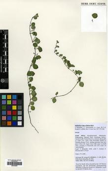 Type specimen at Edinburgh (E). Bräuchler, Christian: 3828. Barcode: E00392694.