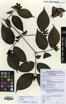 Type specimen at Edinburgh (E). Pooma, R.; Karaket, P.; Pattharahirantricin, N.; Saengrit, S.: 6973. Barcode: E00392858.