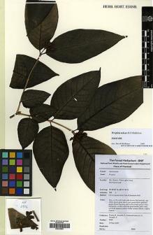 Type specimen at Edinburgh (E). Pooma, R.; Karaket, P.; Pattharahirantricin, N.; Saengrit, S.: 6906. Barcode: E00392859.