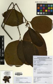 Type specimen at Edinburgh (E). Pooma, R.; Karaket, P.; Pattharahirantricin, N.; Sirimongkol, S.: 6732. Barcode: E00392860.