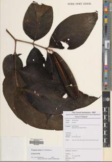 Type specimen at Edinburgh (E). Karaket, Preecha: 3. Barcode: E00392862.