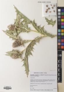 Type specimen at Edinburgh (E). Fayvush, G.; Tamanyan, K.; Vitek, E.: 09-0700. Barcode: E00392863.