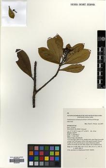 Type specimen at Edinburgh (E). Pitisopa, Fred: 13. Barcode: E00392938.