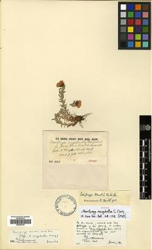 Type specimen at Edinburgh (E). Kingdon-Ward, Francis: 5979. Barcode: E00393012.