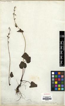 Type specimen at Edinburgh (E). Wallich, Nathaniel: 437. Barcode: E00393016.