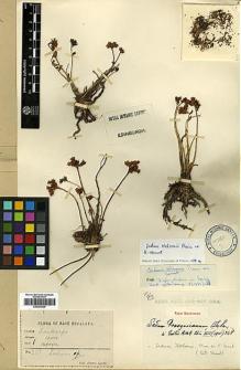 Type specimen at Edinburgh (E). Lepcha, Rhomoo: 137. Barcode: E00393026.