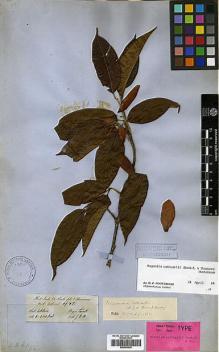 Type specimen at Edinburgh (E). Hooker, Joseph: . Barcode: E00393035.