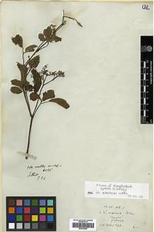 Type specimen at Edinburgh (E). Wallich, Nathaniel: 6025. Barcode: E00393050.
