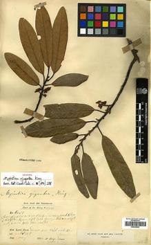 Type specimen at Edinburgh (E). Dr G. King's Collector: 6050. Barcode: E00393052.