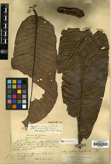 Type specimen at Edinburgh (E). Dr G. King's Collector: 5513. Barcode: E00393053.