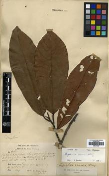 Type specimen at Edinburgh (E). Dr G. King's Collector: 6061. Barcode: E00393055.