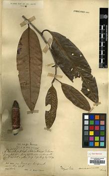 Type specimen at Edinburgh (E). Dr G. King's Collector: 5355. Barcode: E00393056.