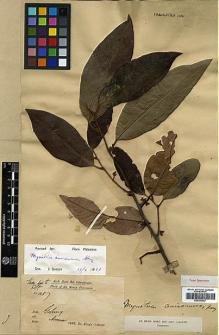 Type specimen at Edinburgh (E). Dr G. King's Collector: 1057. Barcode: E00393057.