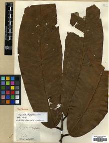 Type specimen at Edinburgh (E). Wallich, Nathaniel: 6801. Barcode: E00393058.