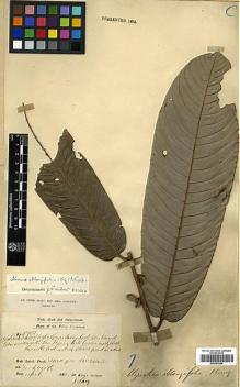 Type specimen at Edinburgh (E). Dr G. King's Collector: 5983. Barcode: E00393066.