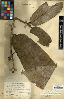 Type specimen at Edinburgh (E). Dr G. King's Collector: 4534. Barcode: E00393067.
